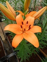 [5118 Esprit DJ No01.JPG]